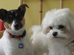 Doggy Daycare